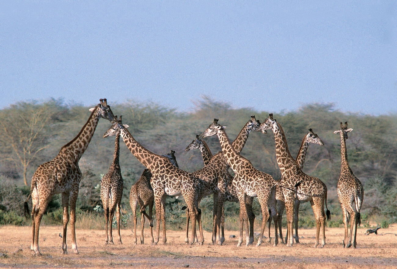 Tanzania & Kenya  Great Migration Safari