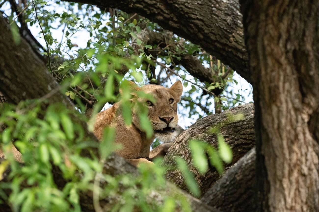 Essential Items for Your Safari